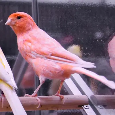Fågel: Kanarie (Röd)
