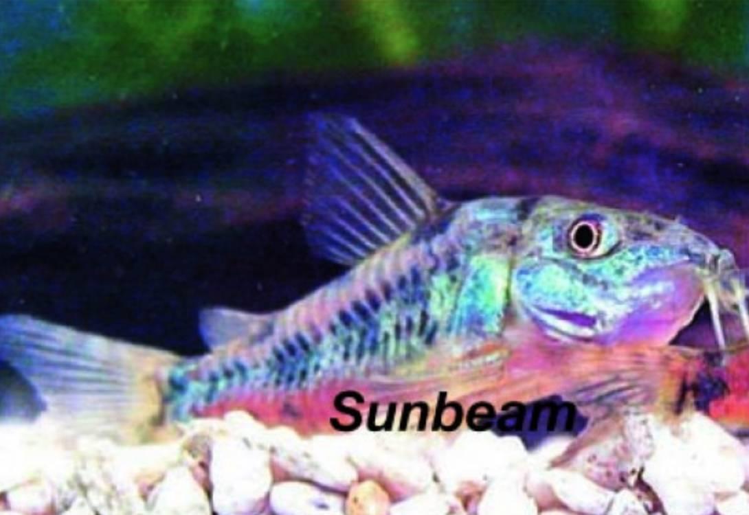 Pansarmalar Fläckig Pansarmal Gray Medium/Large