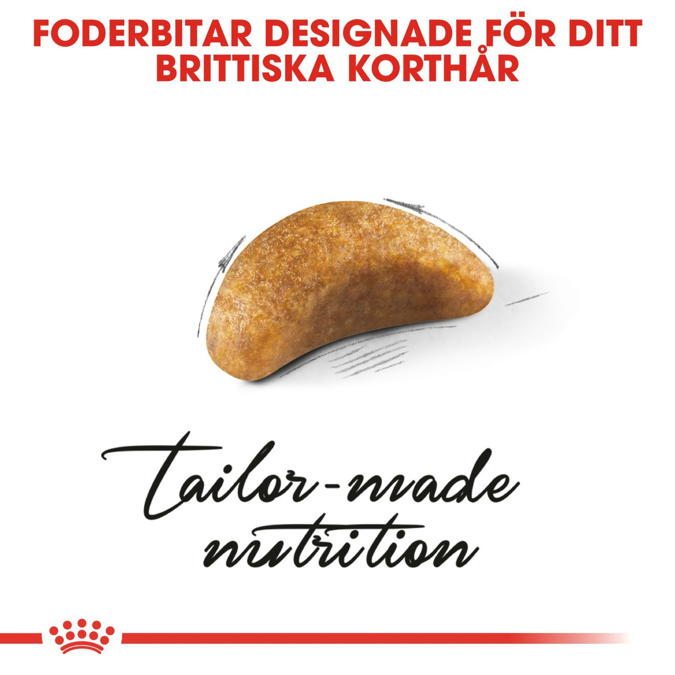 British Shorthair Kitten unge