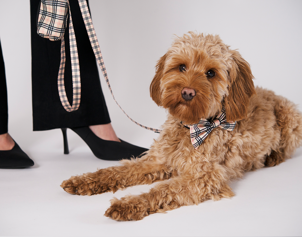 20662, 20663, 20682, 20653, 20652.png