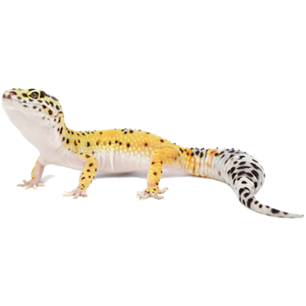 ZOO.se Reptil: Leopard Gecko Eublepharis macularius