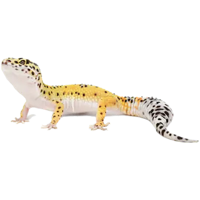 Reptil: Leopard Gecko Eublepharis macularius