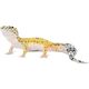 Reptil: Leopard Gecko Eublepharis macularius