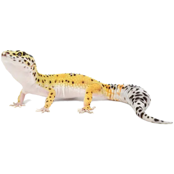 Reptil: Leopard Gecko ML Mix Medium/Large