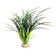 Sydeco Plastplante Bioaqua Acorus 29 cm