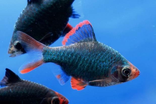 Barber Grön Tigerbarb Medium/Large