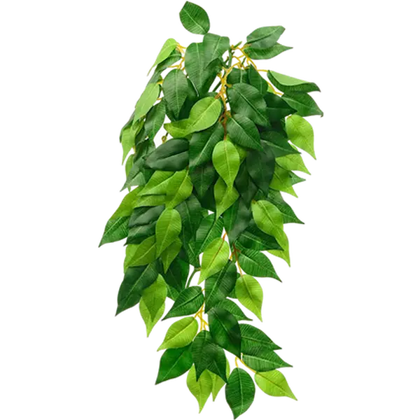 Ficus (Silk) - Hanging Rainforest/Jungle Plants Green Small