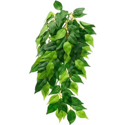 Ficus (Silk) - Hanging Rainforest/Jungle Plants