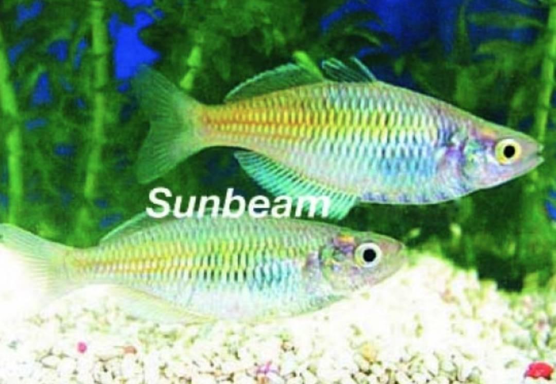 Regnbågsfiskar Boesemanis Regnbågsfisk Blue Medium/Large