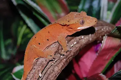 Reptil: Ögonfrans Gecko
