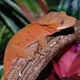Reptil: Ögonfransgecko Correlophus ciliatus