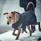 hunter_dog_coat_clothes_softshell_uppsala_black_00