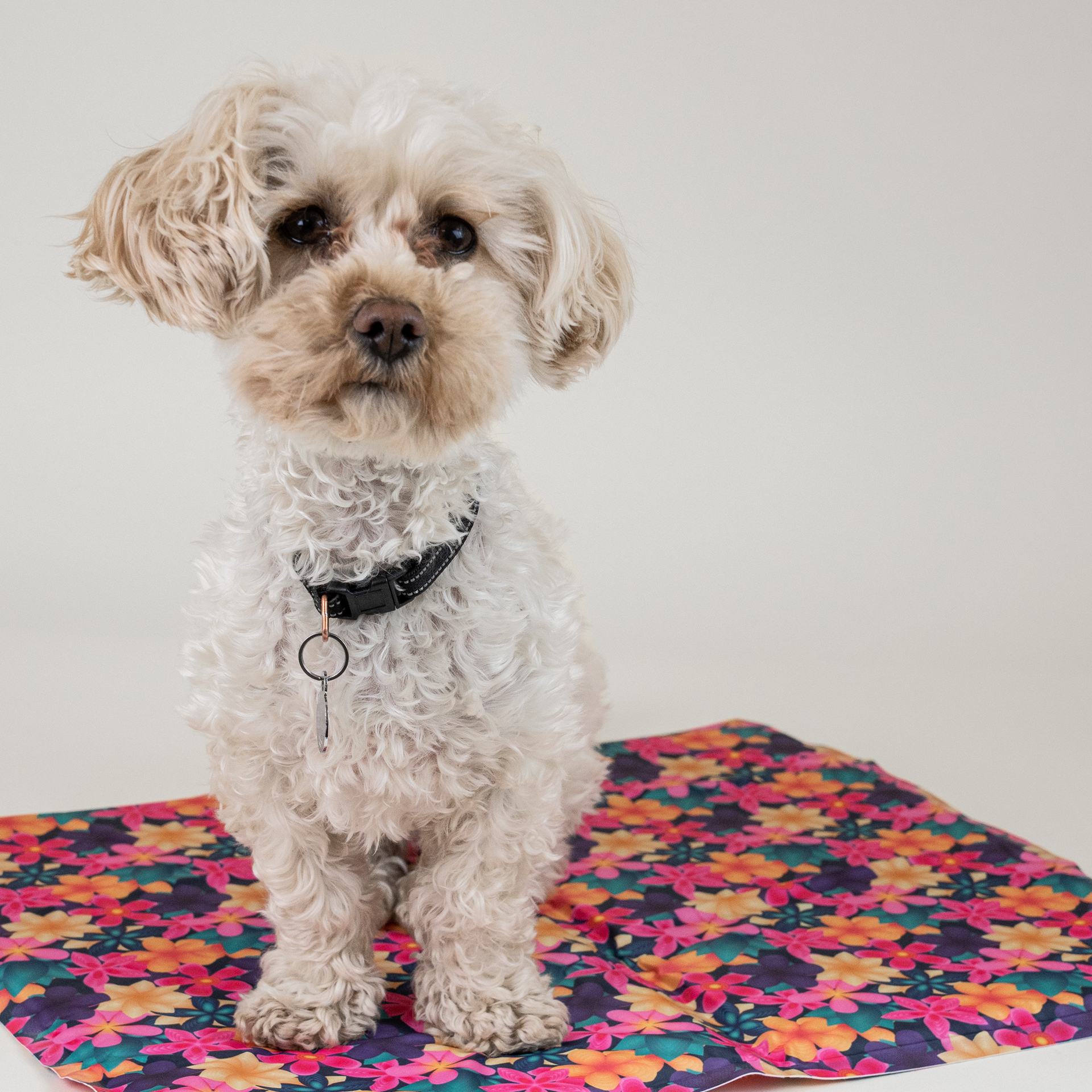 cooling mat-imageshot-with-dog2.png