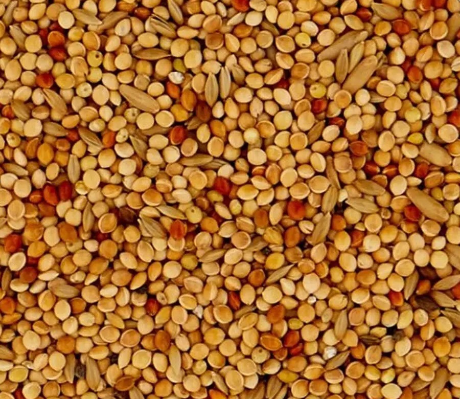 verselelaga_classic_budgies_seeds_cereal_food_bird