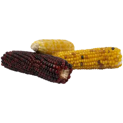 DuvoPlus Snack Time Mini Corn Cob Mix