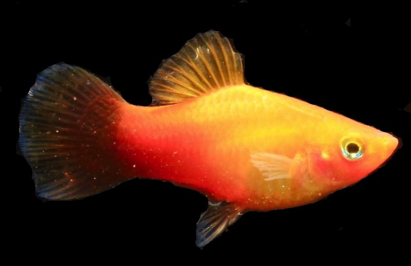 Platy Sunset Neon - Xiphophorus maculatus Yellow Maxi | ZOO.se