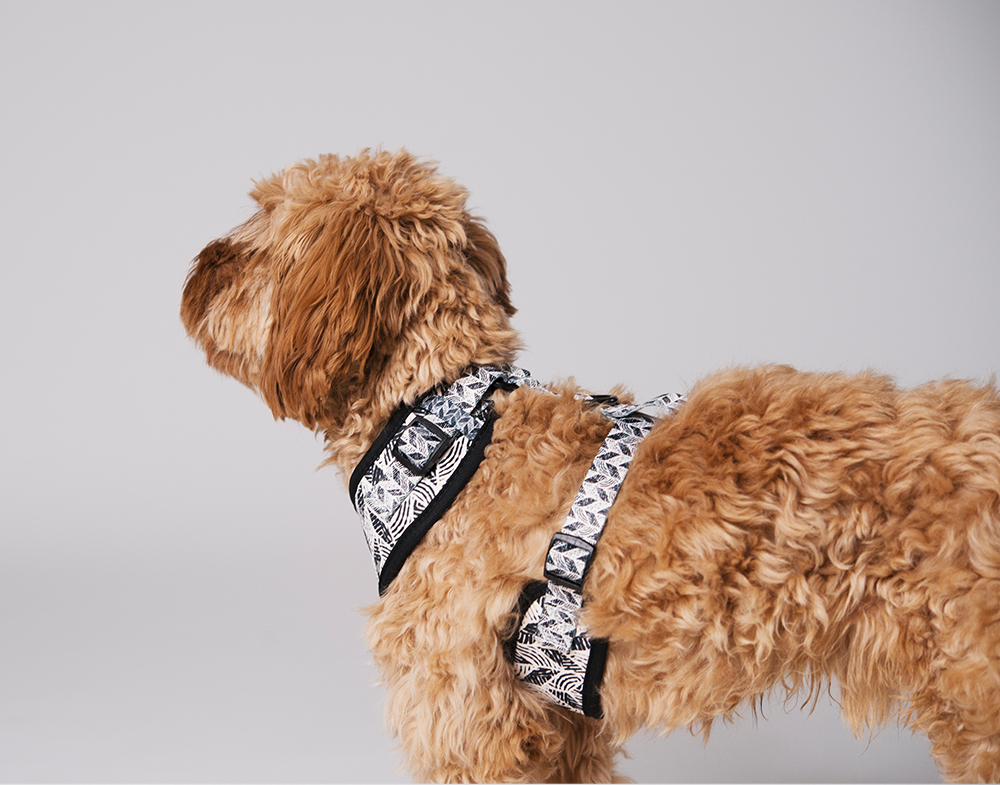 20644, 20645, 20646, 20647 (2).png