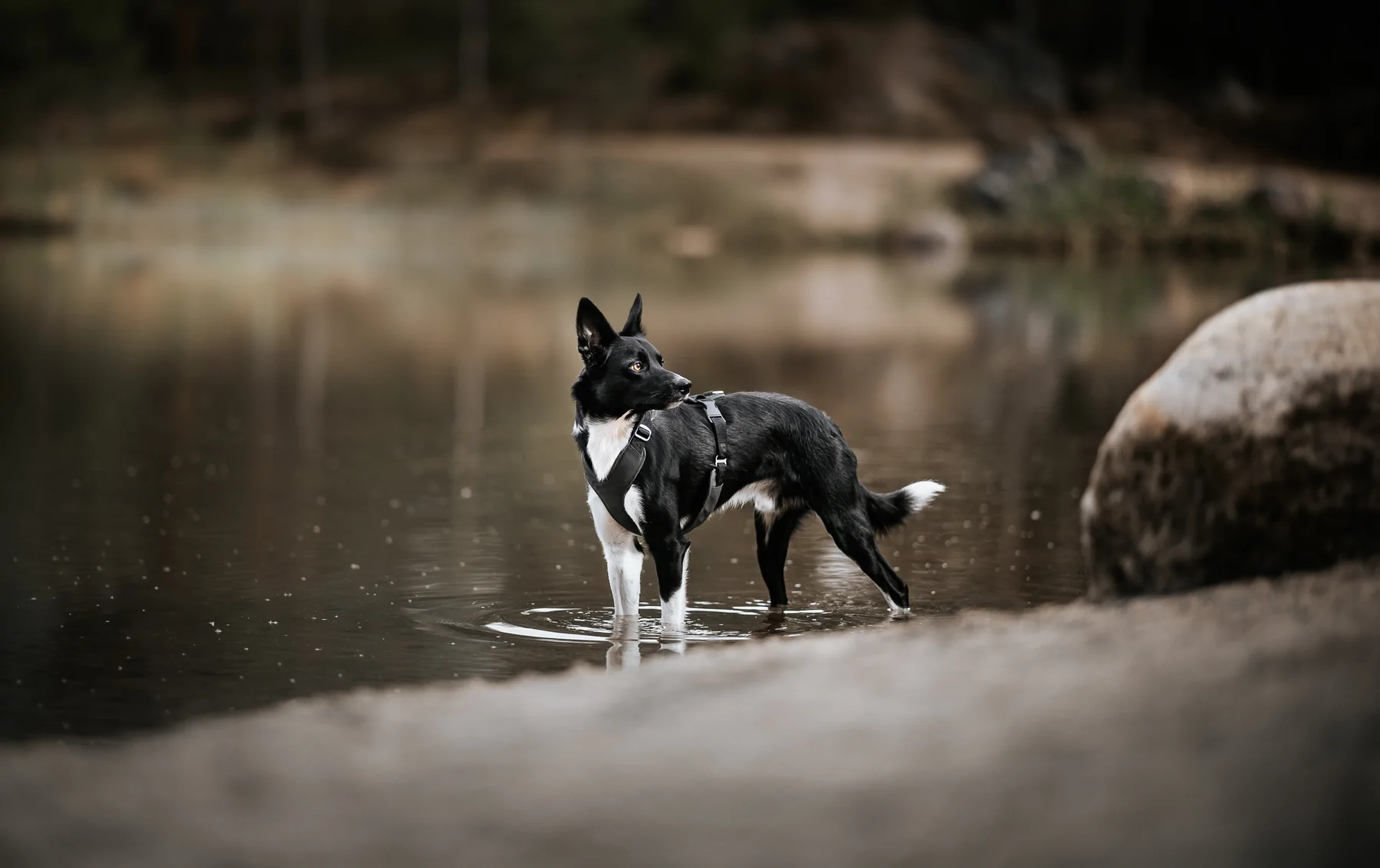 paikka_pet_dog_harness_walking_visibility_reflecti