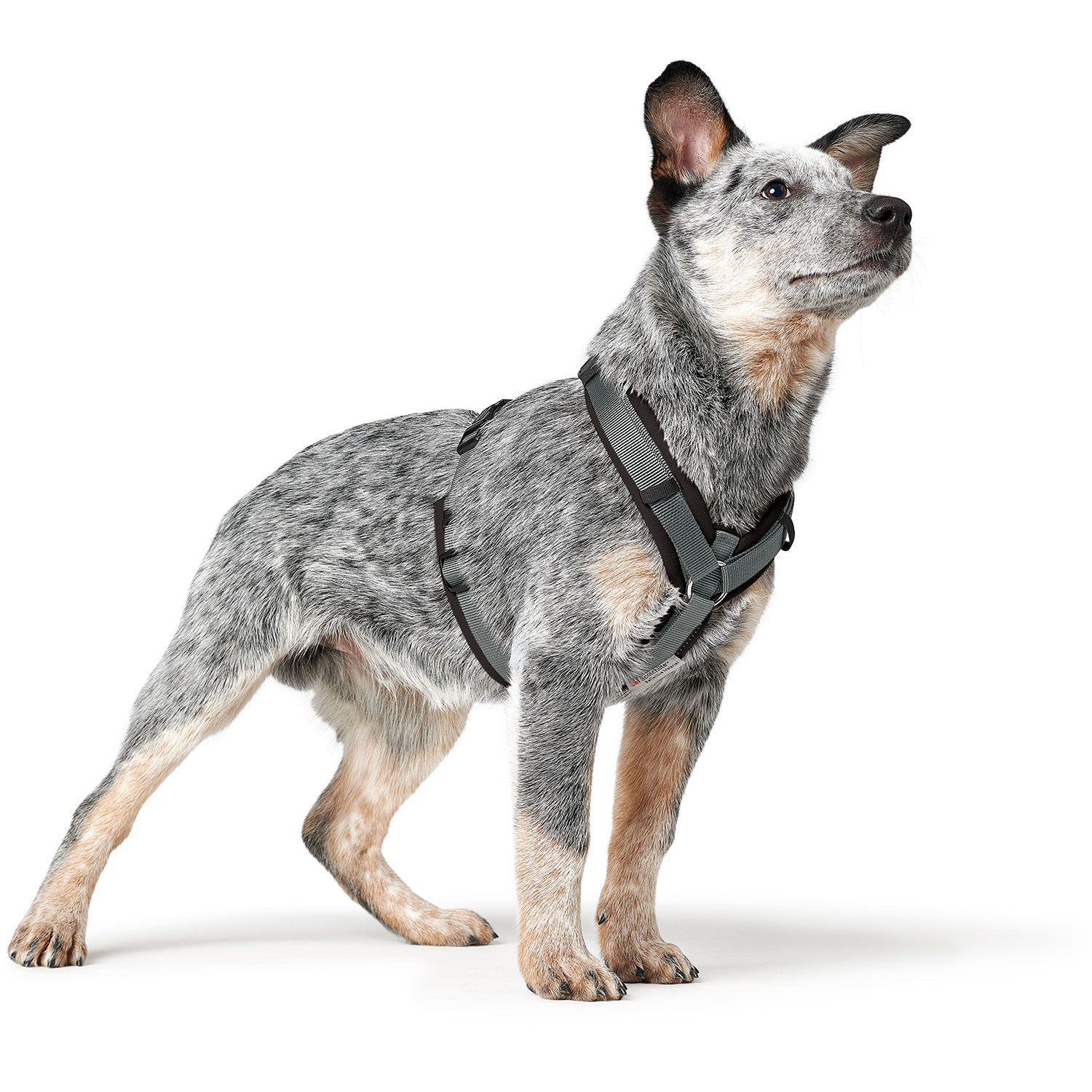 Hunter-harness-maldon-up-polyester-black-grey-4.jp