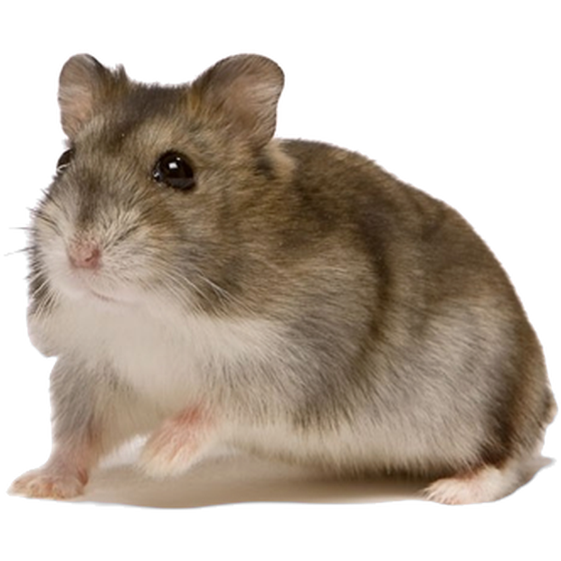 ZOO.se Djur: Dvärghamster Rysk Vintervit Hane Phodopus Sungorus
