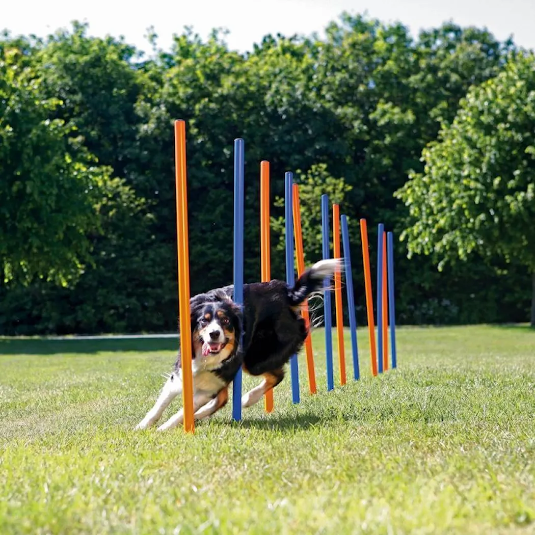 Trixie Dog Activity Agility Slalom Blå 12-pakning