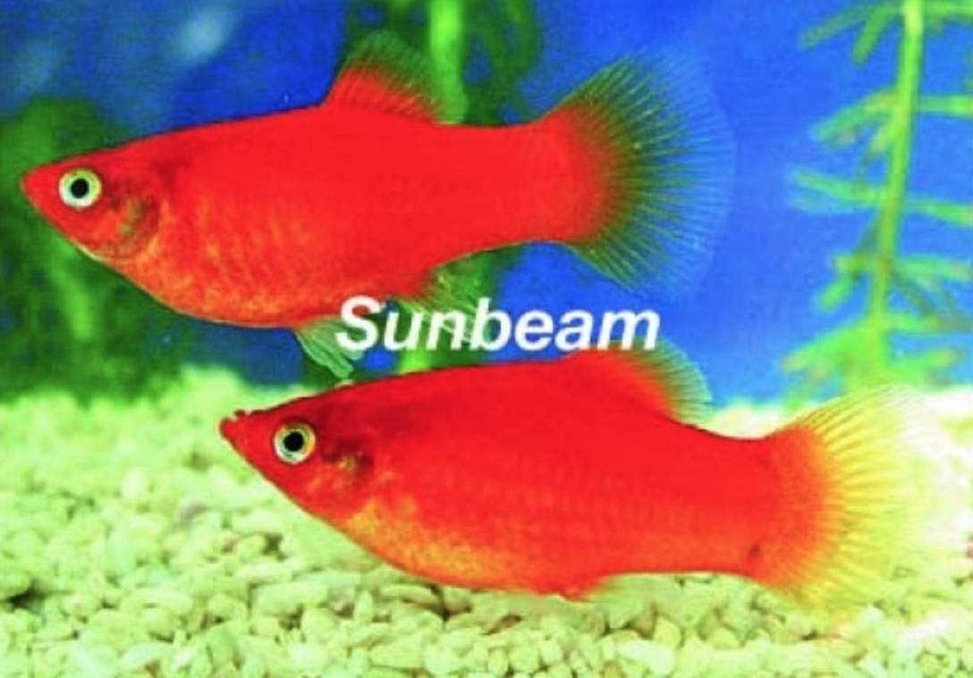 Levandefödare Platy - Xiphophorus maculatus Red Mini