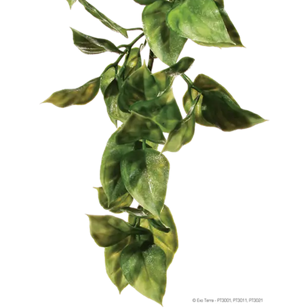 Amapallo - Hanging Rainforest/Jungle Plants Green Medium