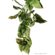 Amapallo - Hengende regnskog/jungelplanter Grønn Medium