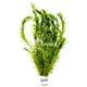 Egeria densa Green 1 st