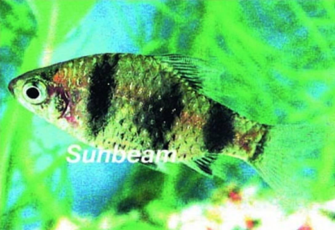 Barber Purpurhuvudsbarb Röd 3-4 cm