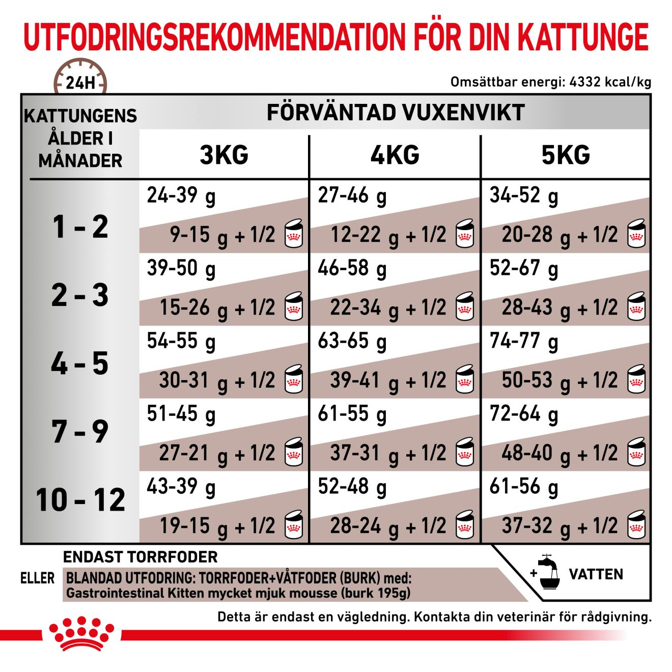 Gastrointestinal Kitten