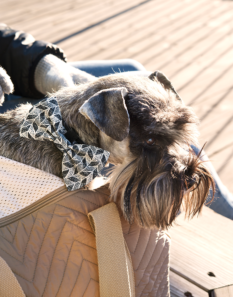 20529, 20668, 20669.png