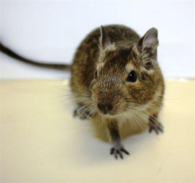 ZOO.se Djur: Degu Octodon Degus