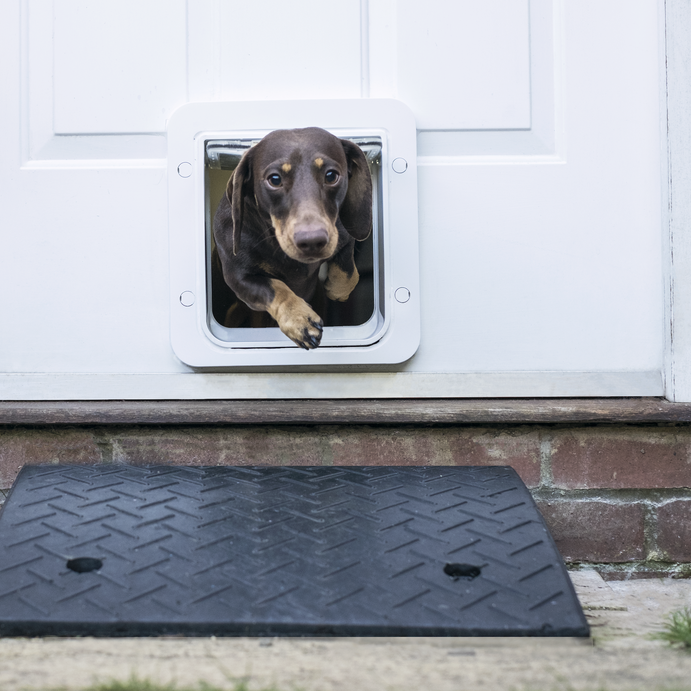 Dog_Sure_Petcare_Microchip_Pet_Door_Connect_Basil_