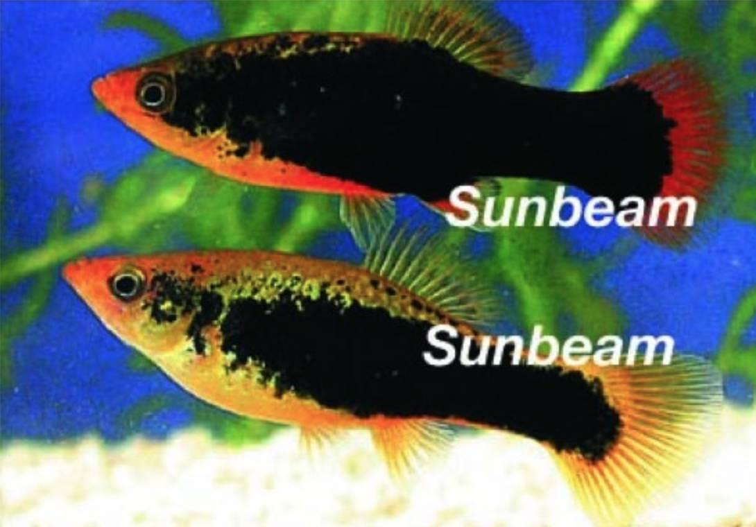 Levandefödare Platy Indian Tuxedo - Xiphophorus maculatus Yellow Mini