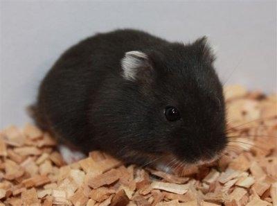 ZOO.se Djur: Dvärghamster Svart Campbells (Hona) Phodopus Campbelli