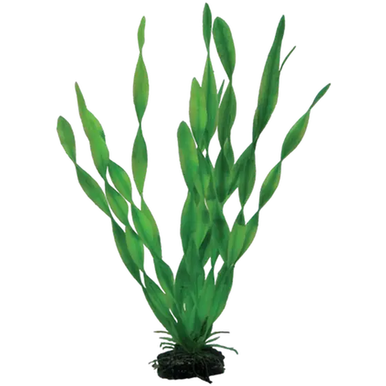 Vallisneria Green 34 cm
