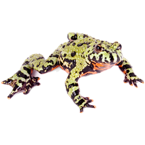 ZOO.se Reptil: Orientalisk Klockgroda Bombina orientalis