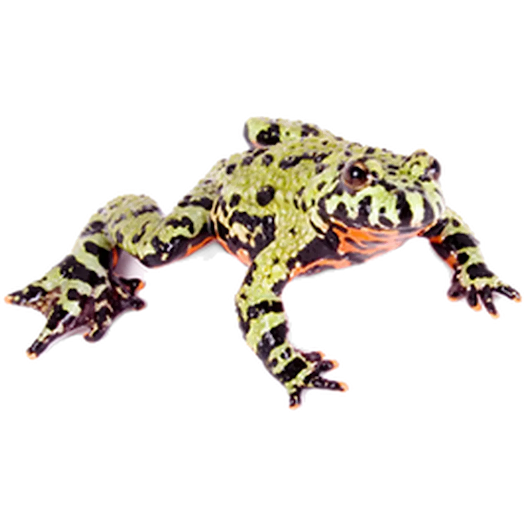 Reptil: Orientalisk Klockgroda Bombina orientalis