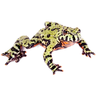 Reptil: Orientalisk Klockgroda