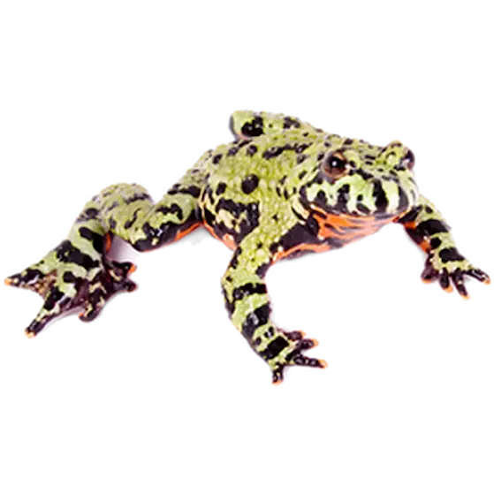 Reptil: Orientalisk Klockgroda Green 1 st