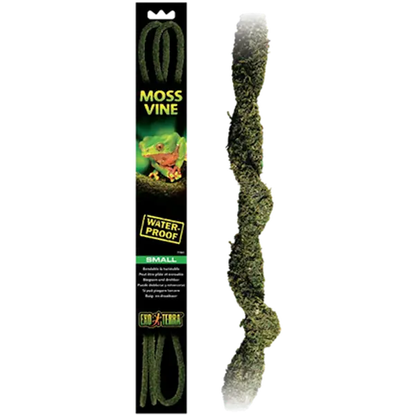 Moss Vine - Hanging Rainforest/Jungle Plants