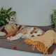 Swaggin Tails Sömnig Dog Bed Space Grey 3.jpg