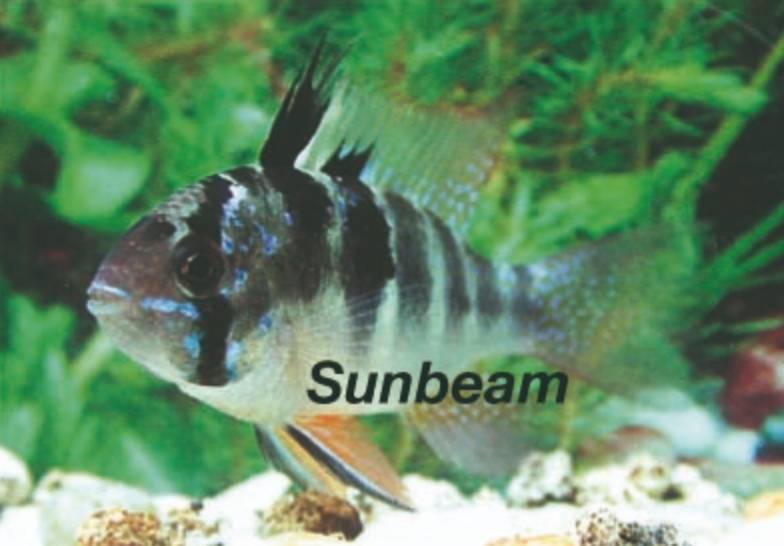 Ciklider Fjärilsciklid Large