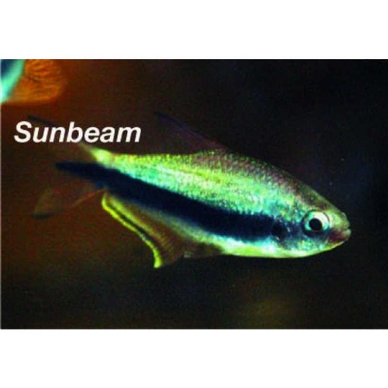 Tetror Kejsartetra 4-4.5cm