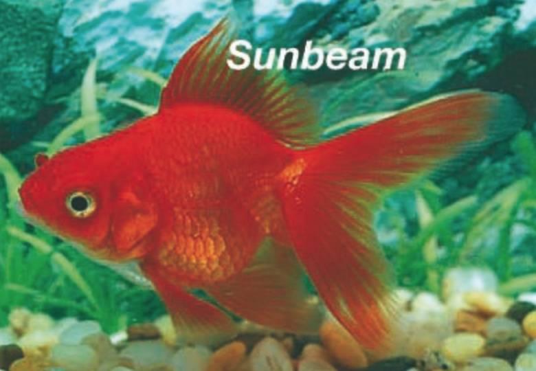 Guldfiskar Slöjstjärt Röd