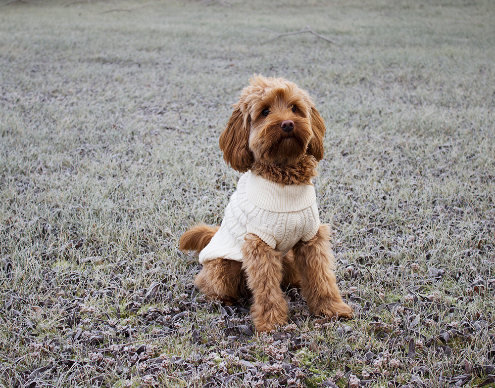 20530, 20531, 20532, 20533, 20534 (1).png