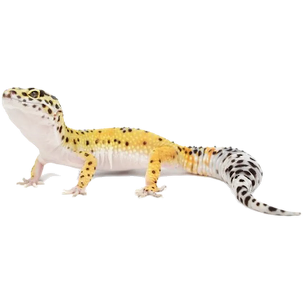 ZOO.se Reptil: Leopardgecko Eublepharis macularius