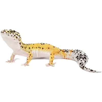 Reptil: Leopardgecko Baby