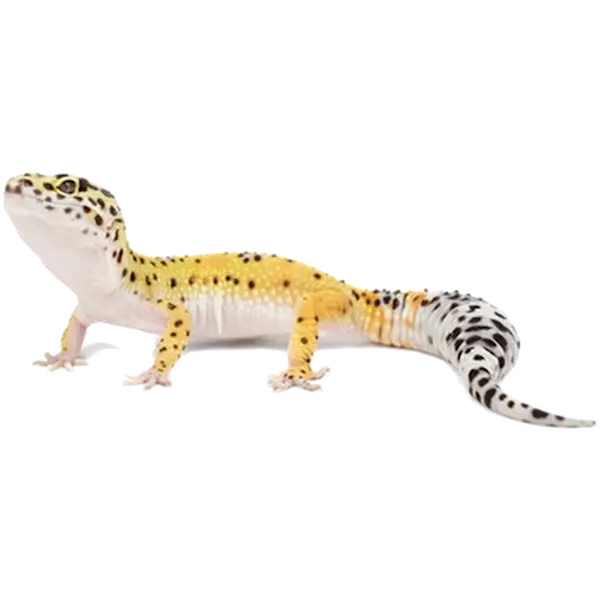 Reptil: Leopardgecko Eublepharis macularius